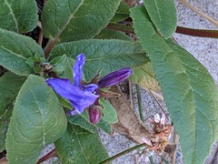 Campanula glomerata