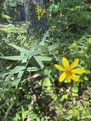 Silphium asteriscus