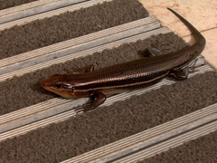 Plestiodon inexpectatus