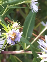 Symphyotrichum puniceum