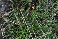 Equisetum scirpoides
