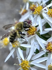 Andrena hirticincta