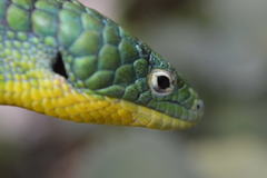 Abronia graminea