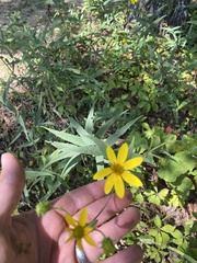 Silphium asteriscus