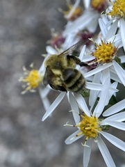 Andrena hirticincta