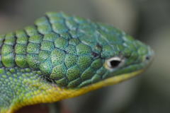 Abronia graminea