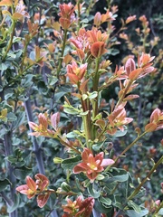Cryptocarya alba