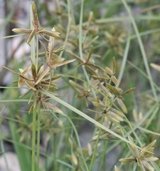 Cyperus flavescens
