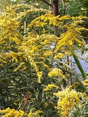 Solidago