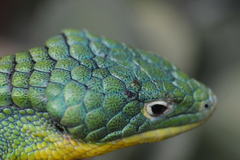 Abronia graminea