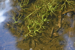 Ranunculus gmelinii