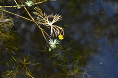 Ranunculus gmelinii