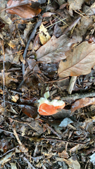 Russula cremoricolor