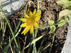 Arnica cordifolia