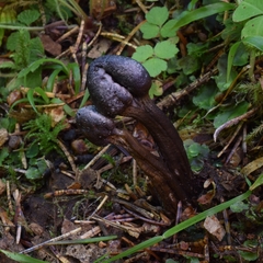 Tolypocladium capitatum