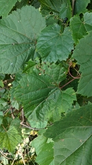 Vitis riparia