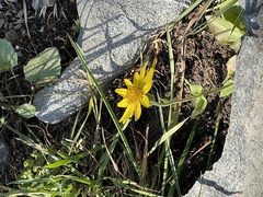 Arnica cordifolia