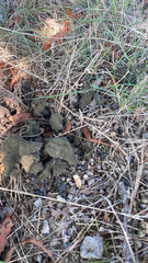 Phaeolus schweinitzii