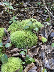 Leucobryum