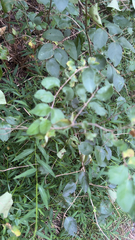 Symphoricarpos orbiculatus