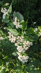 Ageratina altissima