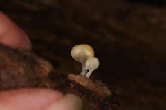 Lactocollybia