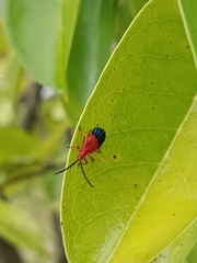 Thonalmus chevrolati