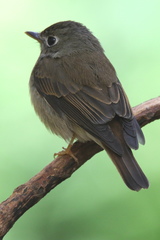 Muscicapa muttui