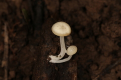 Lactocollybia