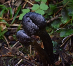 Tolypocladium capitatum