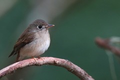 Muscicapa muttui