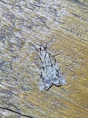 Scoparia basalis