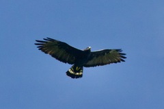 Buteo albonotatus