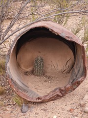 Echinopsis leucantha