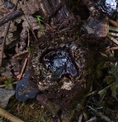 Tolypocladium capitatum