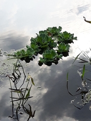 Pistia stratiotes