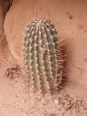 Echinopsis leucantha