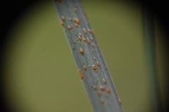 Puccinia