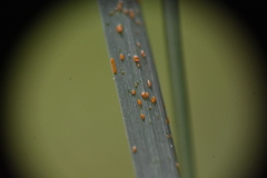 Puccinia