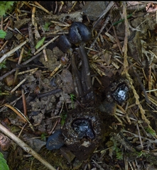 Tolypocladium capitatum