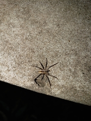 Arachosia praesignis