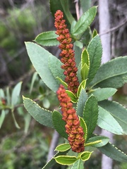 Colliguaja odorifera