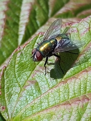 Luciliinae