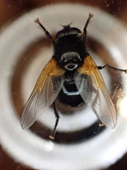 Mesembrina meridiana