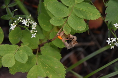 Puccinia coronata