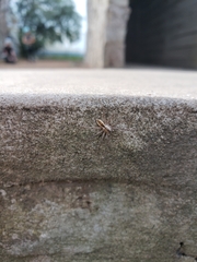 Arachosia praesignis