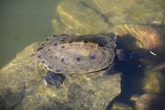 Graptemys pseudogeographica