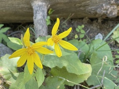 Arnica cordifolia