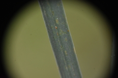 Puccinia