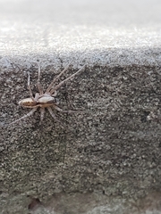 Arachosia praesignis